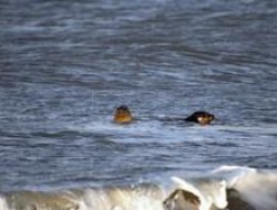 Umgebung Camping am Strand